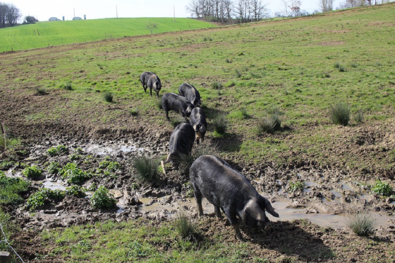Gascogne Pigs