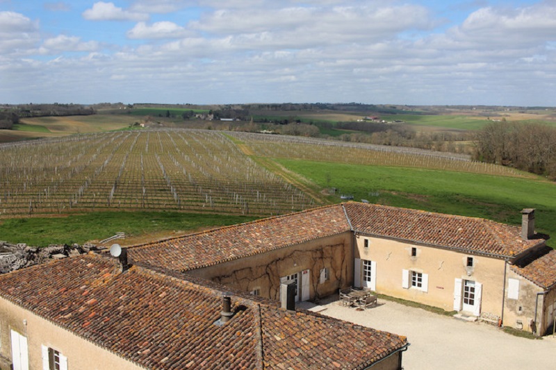 The Vineyard at Chateau de Pellehaut