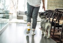 Person at home with dog