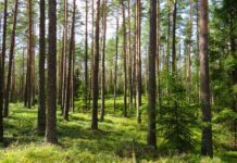 Conservatives Care About the Environment Forest