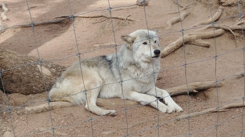 Wolves Wolf picture 3