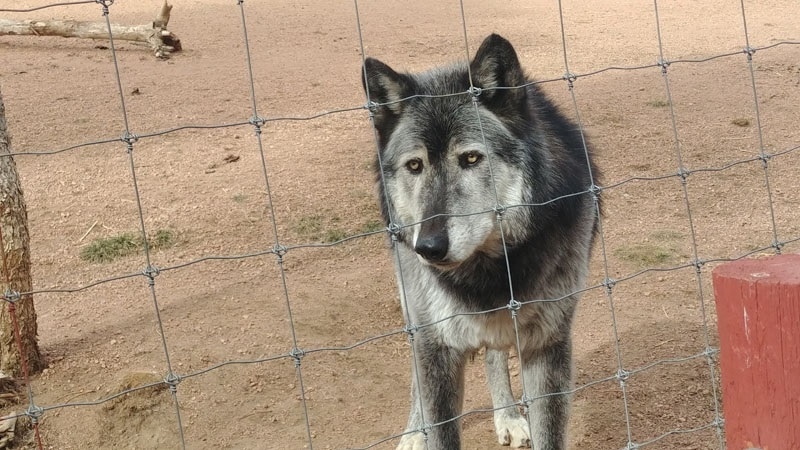 Wolves Wolf Picture 4