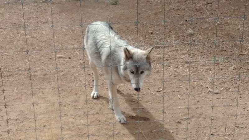 Wolves Wolf picture 1