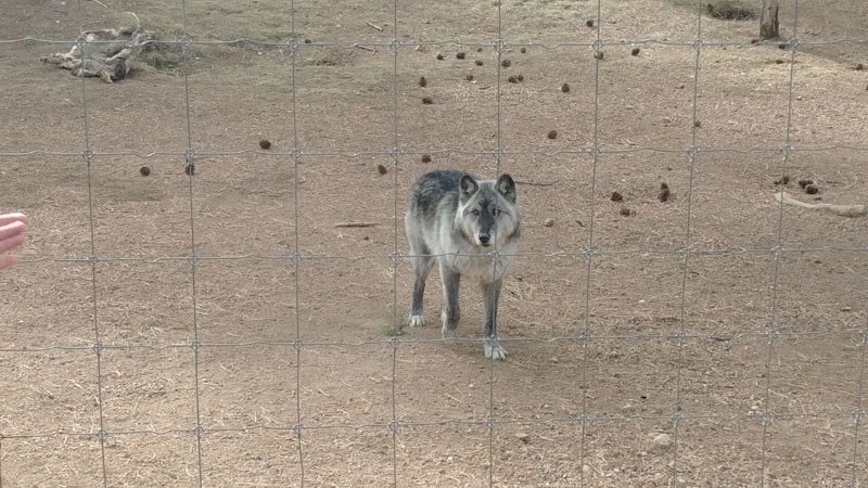 Wolves Wolf picture 2