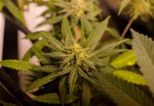 Legal Colorado Marijuana Grow