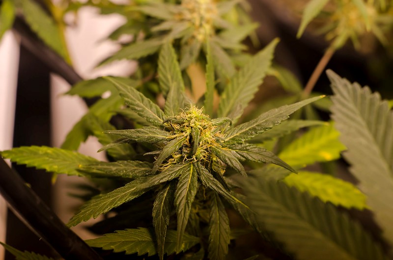 Legal Colorado Marijuana Grow