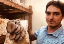 Patru-Grey-Oyster-Fruiting-Room