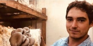 Patru-Grey-Oyster-Fruiting-Room