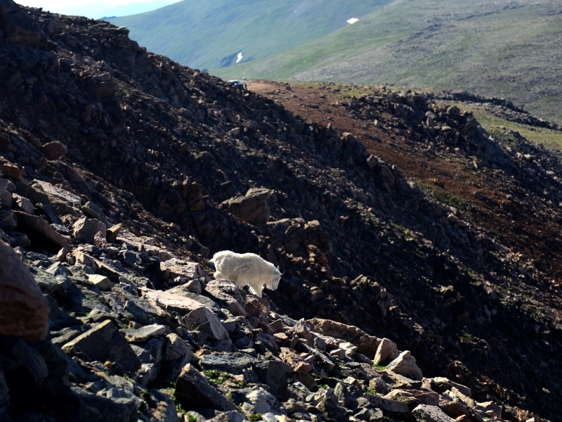 Garden of the Gods Park Wildlife