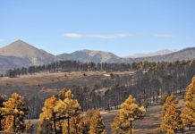 Landscape destroyed by wildfire