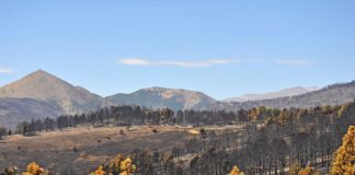 Landscape destroyed by wildfire