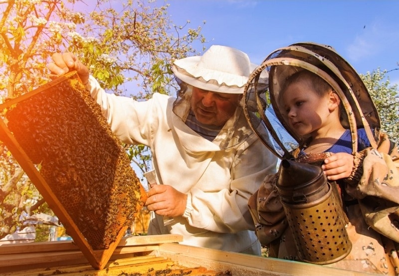 Local Honey Beekeeping in the Family