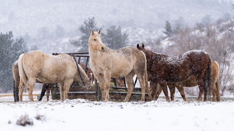 Sylvan Dale Ranch Herd of Horses in winter at Sylvan Dale Ranch