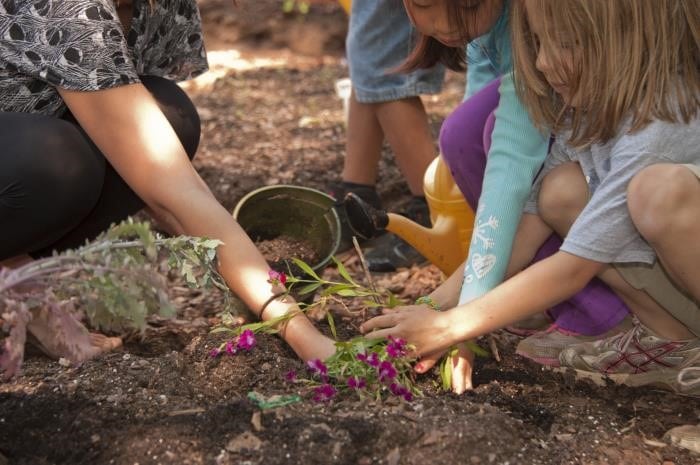 Homeschooling Planting Flowers