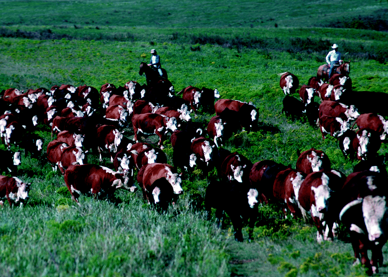 Megadrought Ranch hands herd cattle