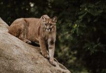 Proposed Bill to Prohibit Mountain Lion Hunting Fails After Facing Vast Opposition Mountain Lion