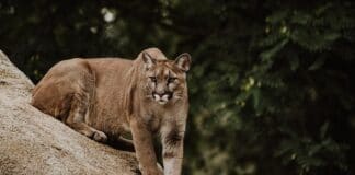 Mountain Lion