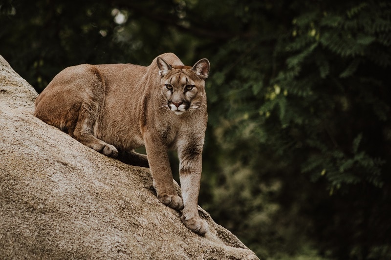 Mountain Lions | Bill to Prohibit Hunting Fails After Facing Opposition