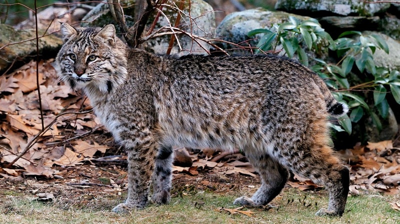 Mountain Lions Bobcat