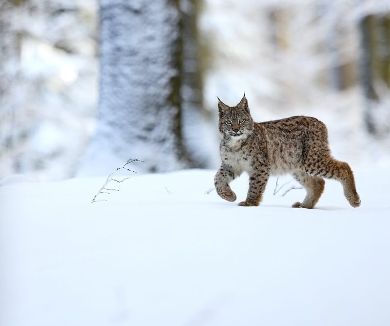 Mountain Lions Lynx