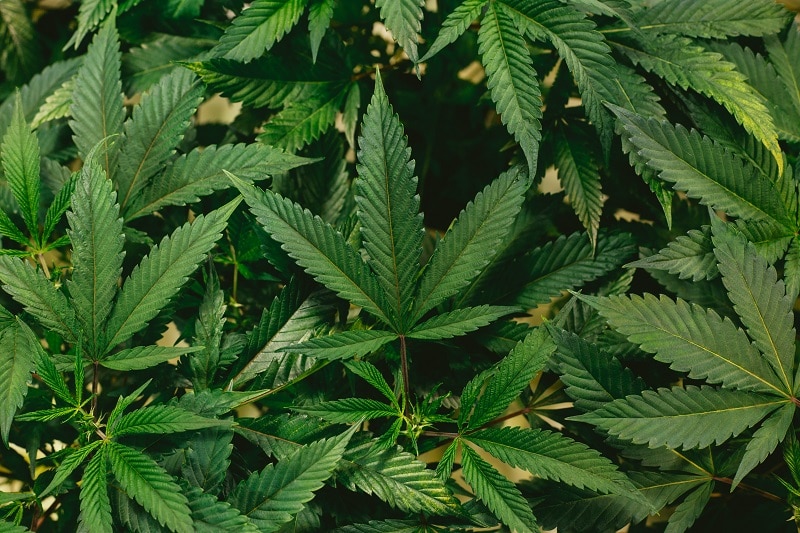 Cannabis Marijuana Plant