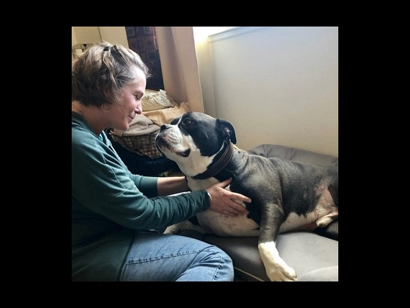 Canine Massage Amy Henry