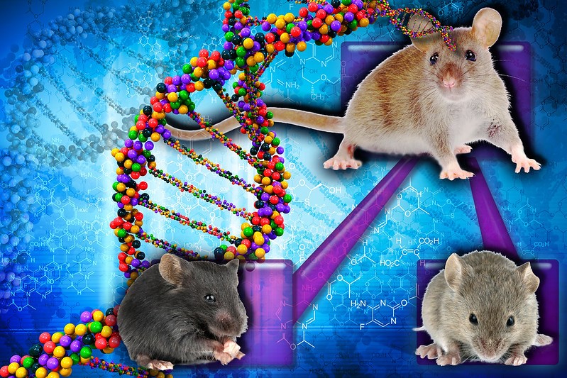 When Does Life Begin Gene Expression in Mice