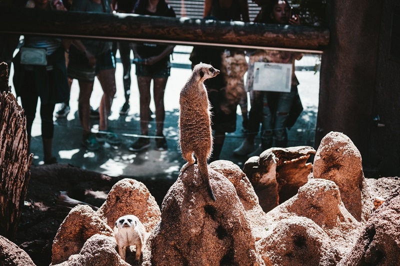 Summer Learning Going to the Zoo