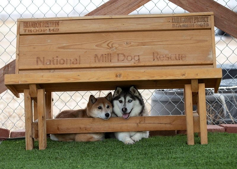 National Mill Dog Rescue Finally Rescued