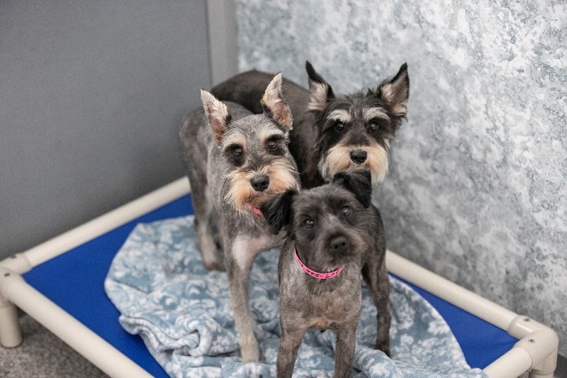 National Mill Dog Rescue After Photo