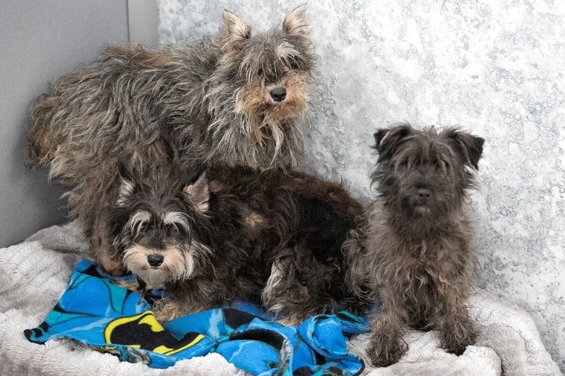 National Mill Dog Rescue Before Grooming