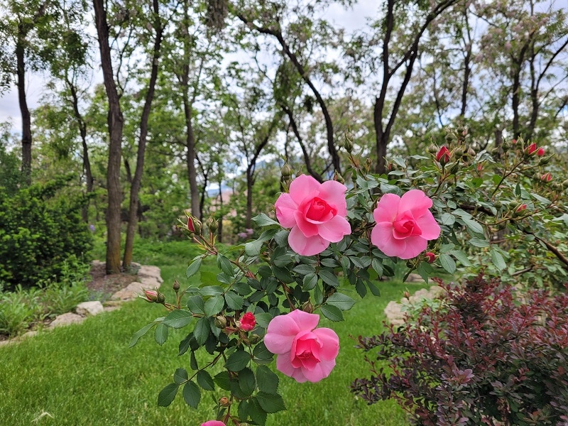 Hillside Gardens Flowers at Hillside Gardens