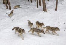 Wolves Roaming in a Pack