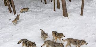 Wolves Roaming in a Pack
