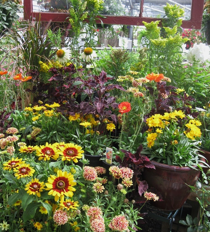 Phelan Gardens Phelan-Perrenials