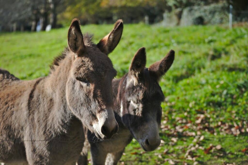 Donkeys Donkeys