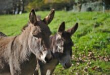 Donkeys Serve as Livestock Guardians Donkeys