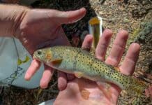 Recent Human-Made Re-Creation of Colorado State Fish: What About Bear Creek’s 2012 Discovery? Greenback Cutthroat Trout