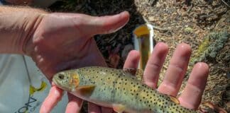 Greenback Cutthroat Trout