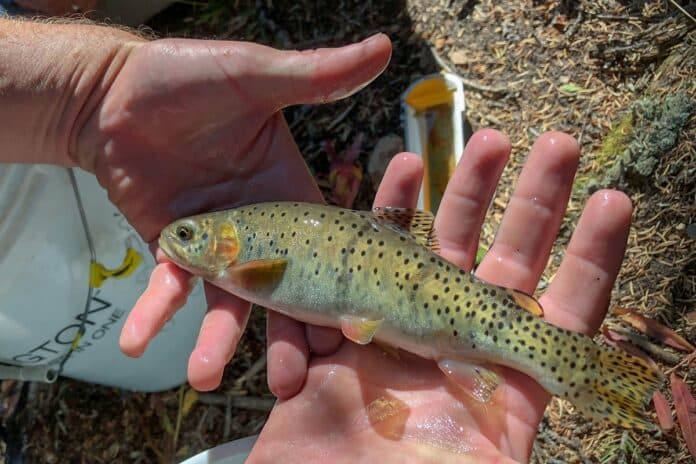 Greenback Cutthroat Trout | What About Bear Creek's Discovery