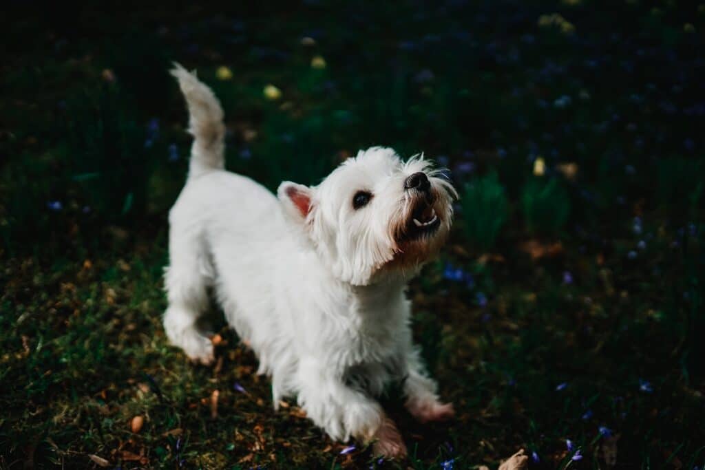 Ecopsychology Westie at Play
