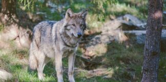 Northern Rocky Mountain Wolf