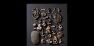 Assortment of Vertebrate Fossils