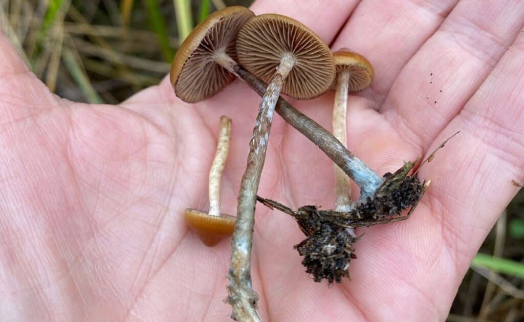 Natural Medicine Psychedelic Mushrooms