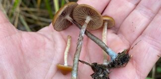 Psychedelic Mushrooms